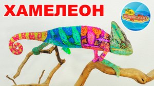 Наш новый питомец йеменский Хамелеон. Интересные факты.