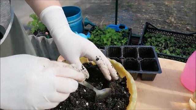 Посев огурца# огурдыни#мышиной  дыни#мелотрия смотреть онлайн