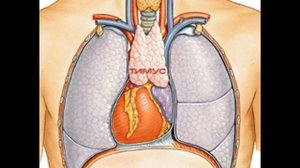 Тимус-жизненая сила или молодильная железа