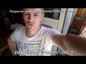 Результат инкубации бройлеров КОББ-500 в инкубаторе Стимул-1000МУ