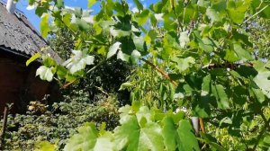 Ананасный — неукрывной,  очень ранний сорт винограда. Западная Беларусь.