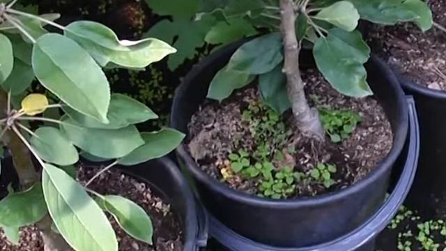 сюжет 'фермер Новиков' (2017-04) рассада смотреть онлайн