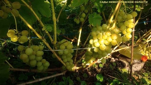 СОРТА ВИНОГРАДА.Виноград Восторг