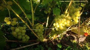 СОРТА ВИНОГРАДА.Виноград Восторг
