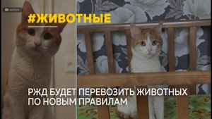 РЖД установила новые правила перевозки животных