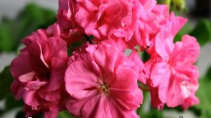 Пеларгония Lara Harmony