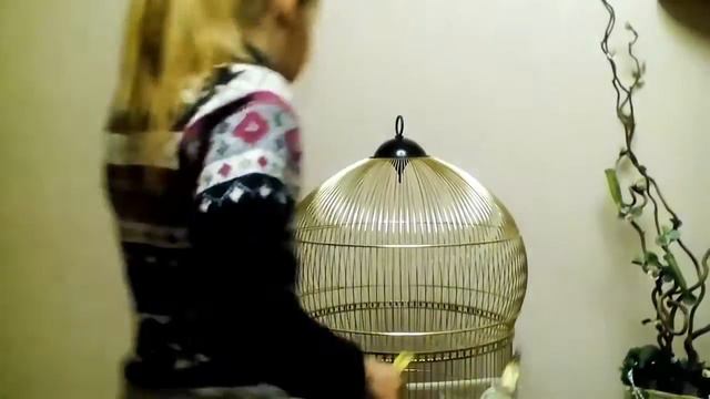 Немного интересного и полезного о попугае корелла!!!! Заходи скорее!!!!! смотреть онлайн