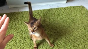 ШОК ! Кошка дрессированная. Абиссинская кошка.