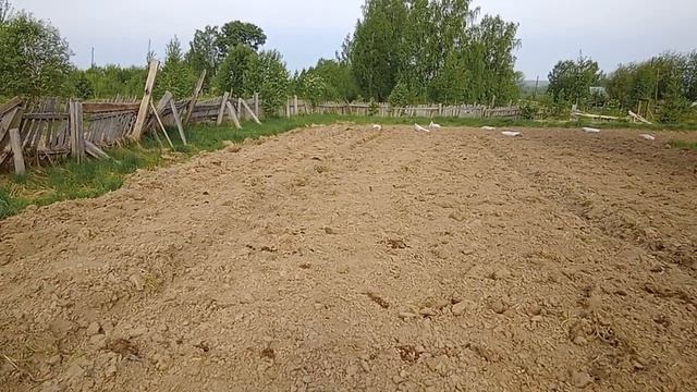 Валерий Стариков. Как отвести лишнюю воду с сырого участка и удобрить картофель торфом в лунки? смотреть онлайн