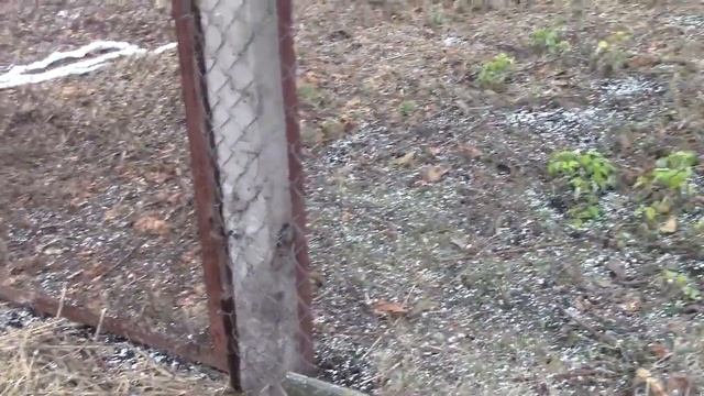 архив посадок винограда ЛА КРЕСЕНТ и смородины БИГ БЕН и посев разных орехов смотреть онлайн