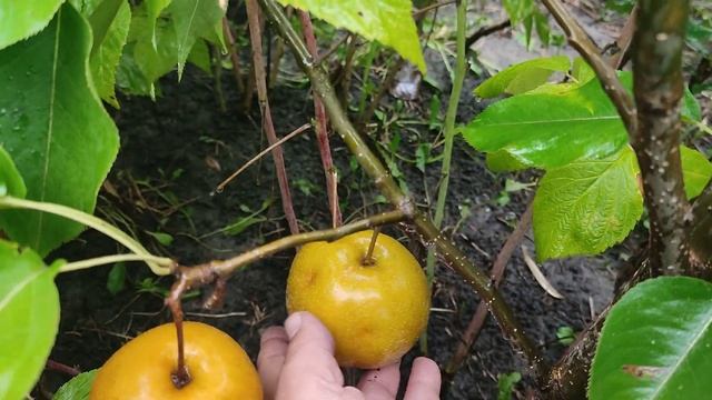 Новинки. Груши азиатские сорта Влад Ли и Миллениум. Обзор сигнального плодоношения. Ознакомление смотреть онлайн