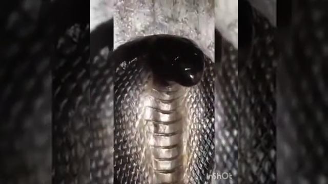 КОБРА В ДОМЕ! Домашняя кобра смотреть онлайн