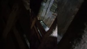 Свиньи не приходят в охоту
