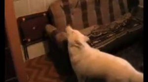 мой хаски белый