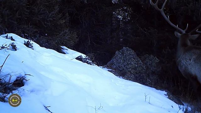 30 фотоловушек снимают животных в Заилийском Алатау смотреть онлайн