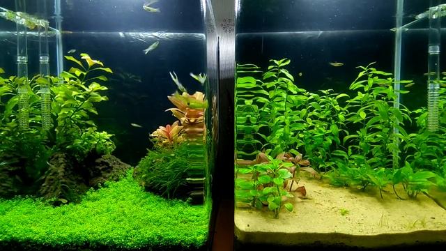 Моховые кочки (вабикусы). смотреть онлайн