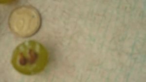 Виноград сорт Сейваль Блан