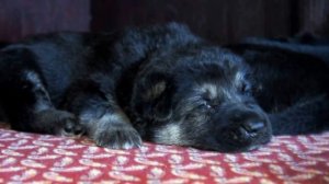 ЩЕНКИ ВЕО Лютар КАЙ& Лютар ЖДАНА