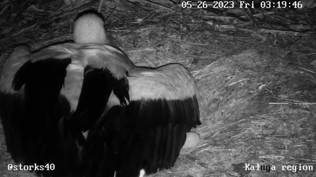 ?Ночь в гнезде аистов.  25-26 мая 2023 смотреть онлайн