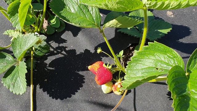 Клубника Сорт Зенга Зенгана Ананасная Клубника