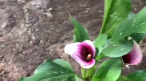 Выращивание каллы. Прием заказов на клубни цветов каллы.