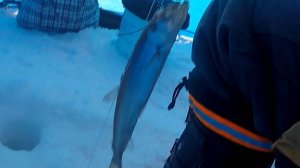 Сахалин. Подлёдный лов, корюшка