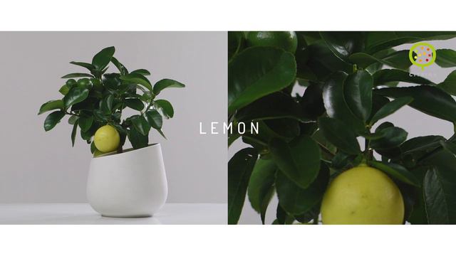 Citrina Corporate Official Video смотреть онлайн