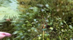 Черника 2017, поход в лес, где и как растёт черника???Russian forest