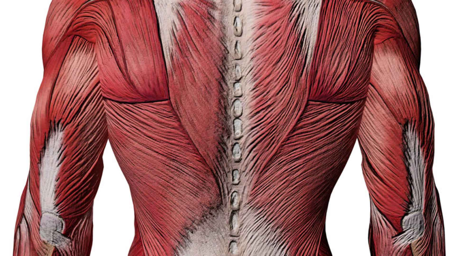 Musculi Intertransversarii mediales Lumborum