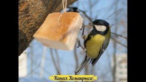 Кормушка для птиц своими руками Идеи кормушек для птиц Как сделать кормушку для птиц своими руками