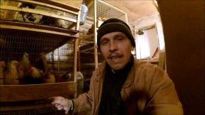 Куры Загорские Лососевые // Первое яйцо // Жизнь в деревне