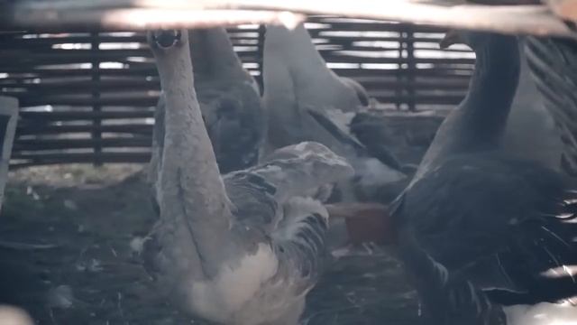 Десять тысяч лет за 50 минут (Времена и Эпохи 2018) смотреть онлайн