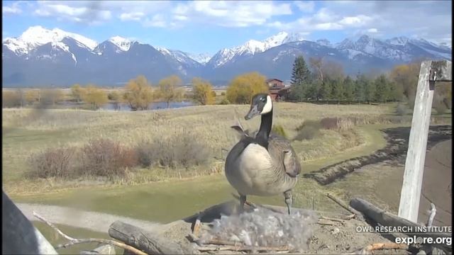 Гнездо скоп казарка 21042020 смотреть онлайн