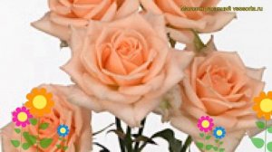 Роза спрей Свит Сара. Краткий обзор, описание характеристик, где купить саженцы Sweet Sara