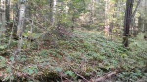 ОХОТА НА ЛОСЯ . ГОН.(ПОИСК ЗВЕРЯ)