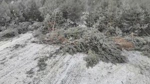 Раскорчевка полей от деревьев, кустарников, пней