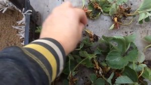 УКОРЕНЕНИЕ УСОВ КЛУБНИКИ С ВОЗДУШНЫМИ КОРЕШКАМИ