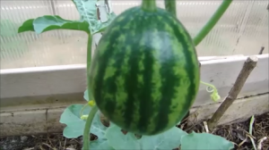 Арбузы  и сладкий перец в теплице очень радуют!  Наш урожай.  Поспевает садовая земляника!