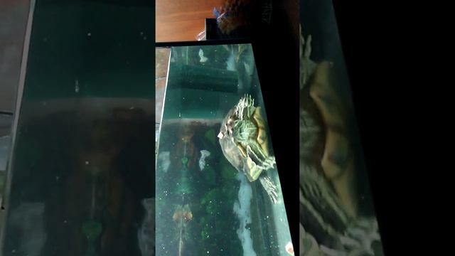 Красноухая черепаха