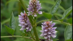 Солодка: лечебные свойства и противопоказания