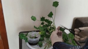 Черенкование пеларгонии в растворе фитоспорина. 100 % укоренение