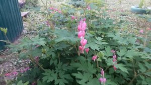 Цветок ДИЦЕНТРА / Разбитое СЕРДЦЕ / Цветок СЕРДЦА / СЕРДЕЧКО Жанетты / Туфелька Божией Матери