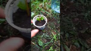 Голубика, размножение черенками, самый простой способ