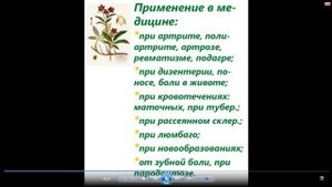Сабельник болотный Полезные свойства