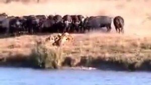 Неудачная охота львов, и как гиены живьём едят зебру