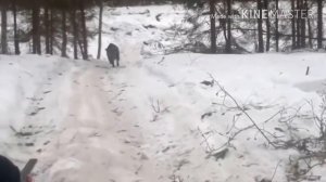 Кабан напал на охотника