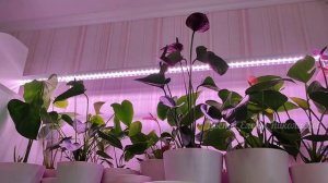 Пересадка Шоколадного Антуриума, правильный грунт для Антуриума, чем полить после пересадки