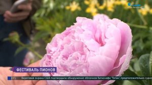 Настоящий король цветов: пионы Ботанического сада Петра Великого
