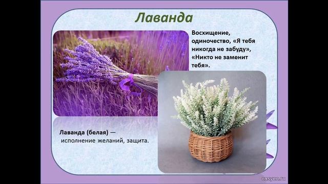 Что означают цветы Колокольчик, Кореопсис, Крокус , Лаванда, Лен, Лотос, Львиный Зев смотреть онлайн