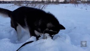 Хаски охотится на мышку